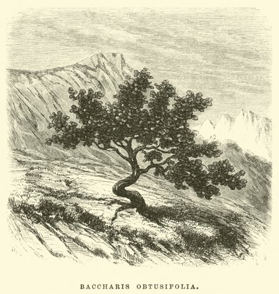 Baccharis Obtusifolia by Edouard Riou